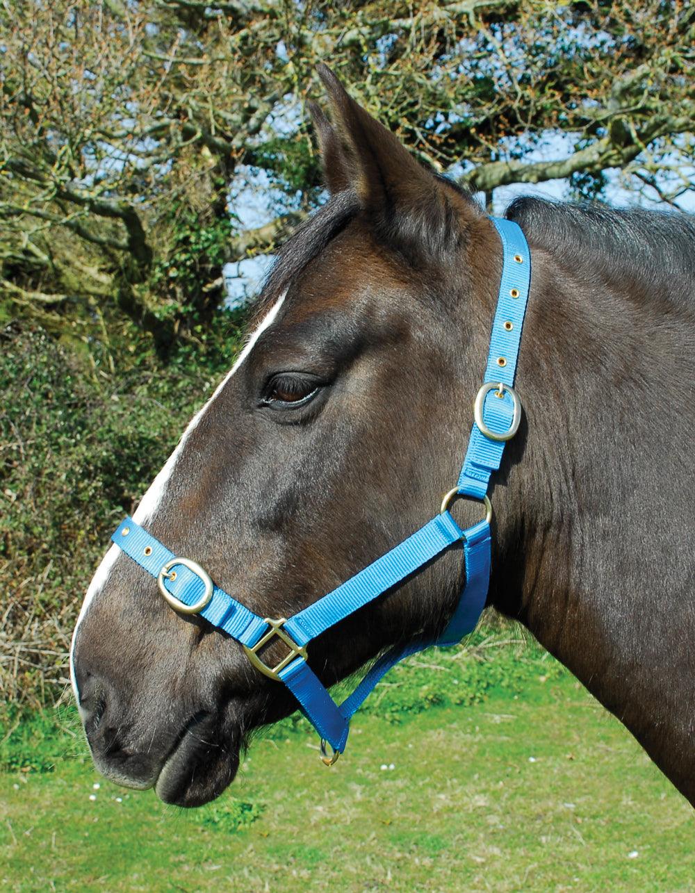 Rhinegold Licol en Nylon - SHOP HORSE